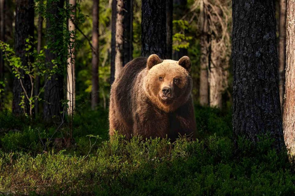 <p>Paul McDougall/500px/Getty</p> Stock image of a bear in the woods.