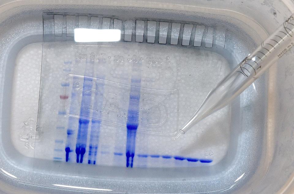 Kamlendra Singh, assistant director of the MU Molecular Interactions Core and Bond Life Sciences Center investigator, points out the COVID-19 omicron variant shown in blue lines in a laboratory Monday at the MU Bond Life Sciences Center.