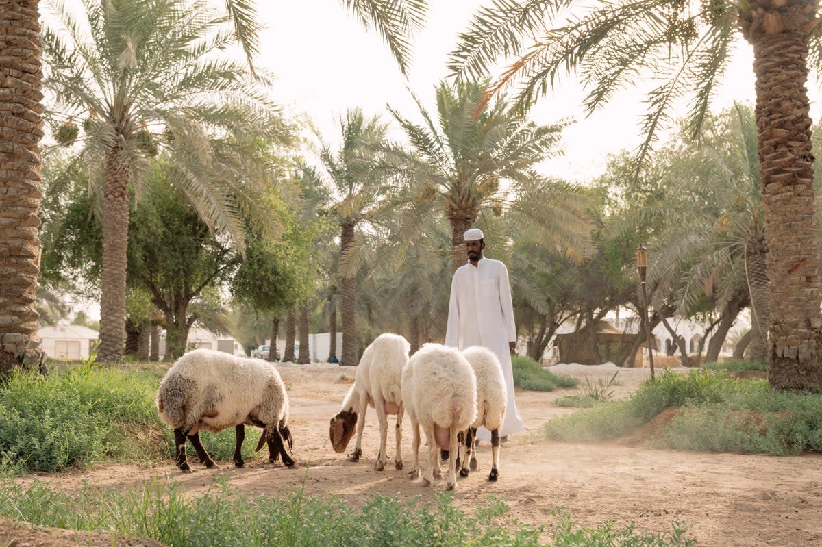 Sheep grazing under the canopy of palm trees at Heenat Salma organic farm (Paddy Dowling)