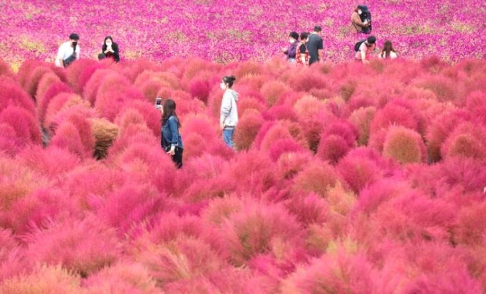 [Autumn Exclusive]    Tour de medio día al parque Nari: pastizales Popo, Pink Silvergrass, Yangsori con guía turístico coreano Oppa (saliendo desde Seúl) |  Corea del sur.  (Foto: KKday SG)