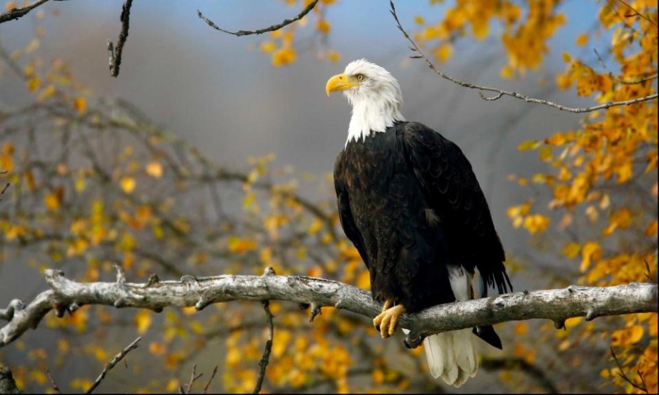 A bald eagle