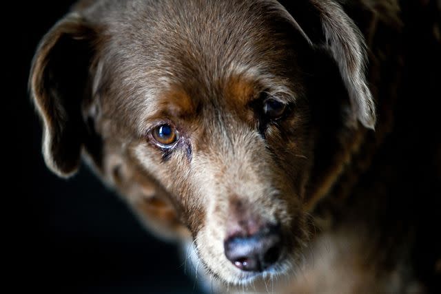 PATRICIA DE MELO MOREIRA/AFP via Getty Bobi, the World's Oldest Dog