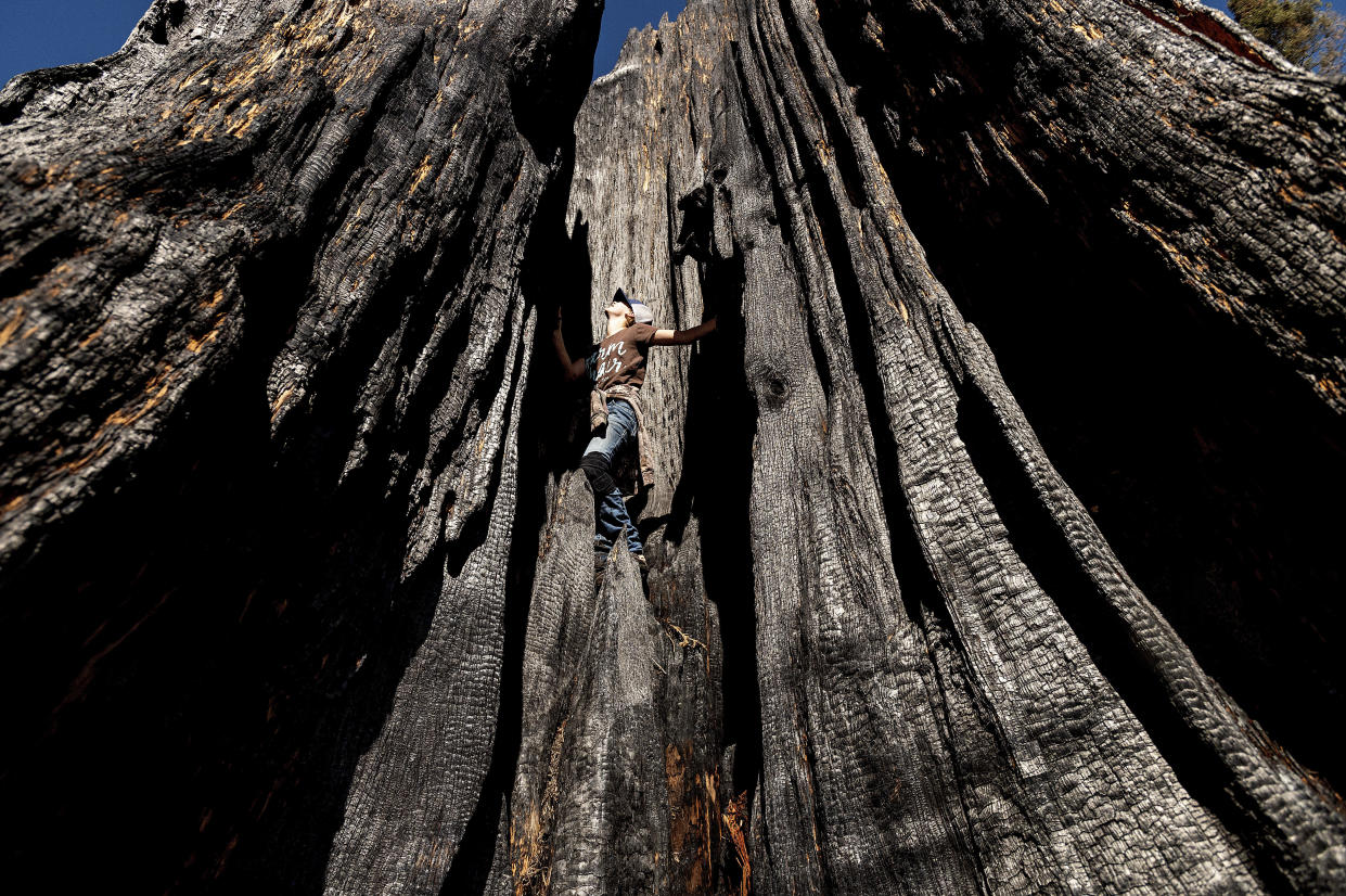 FILE - Ashtyn Perry, 13, climbs a scorched sequoia tree during an Archangel Ancient Tree Archive expedition to plant sequoia trees, on Oct. 27, 2021, in Sequoia Crest, Calif. Sequoia National Park says lightning-sparked wildfires in the past two years have killed a minimum of nearly 10,000 giant sequoia trees in California. The estimate released Friday, Nov. 19, 2021, accounts for 13% to 19% of the native sequoias that are the largest trees on Earth. (AP Photo/Noah Berger, File)