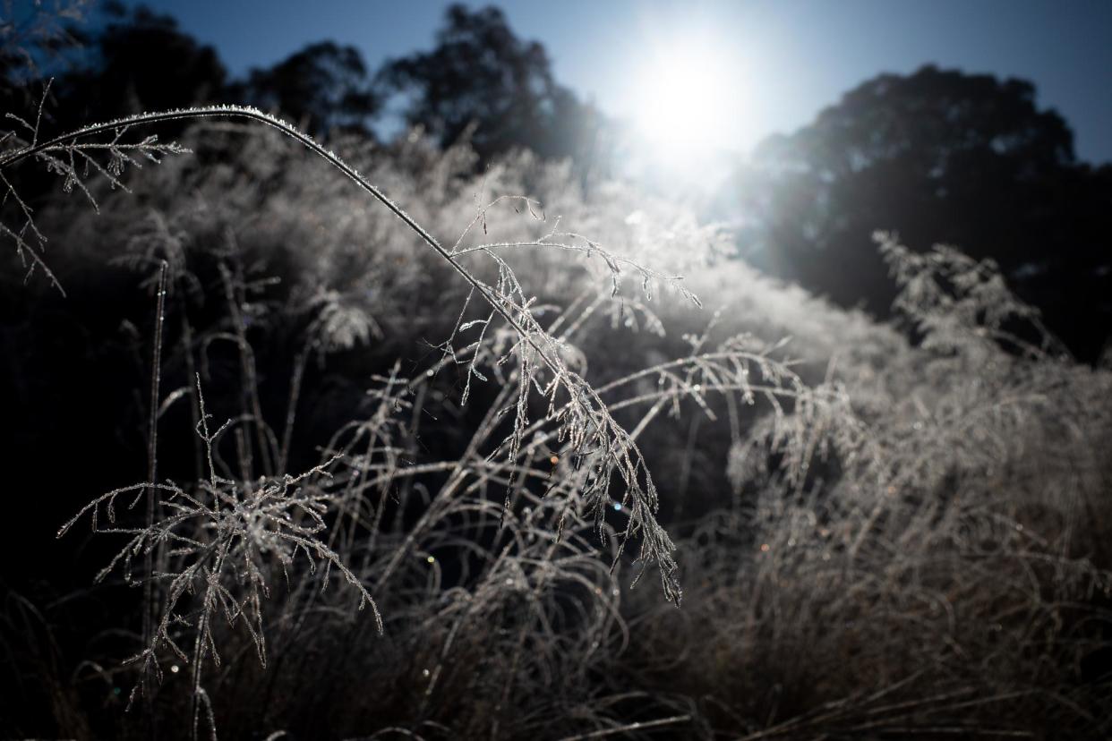 <span>Native grass is seen covered in frost in Canberra. A band of cold is blanketing Australia’s east coast.</span><span>Photograph: Lukas Coch/AAP</span>