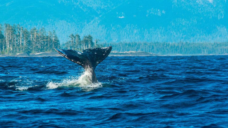 Grey whale (Eschrichtius robustus) tail at the surface, off Vancouver Island, Canada, North Pacific Ocean