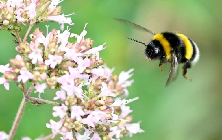 Researchers said more studies need to be done on whether other bumblebee species have a similiar trait (Damien MEYER)