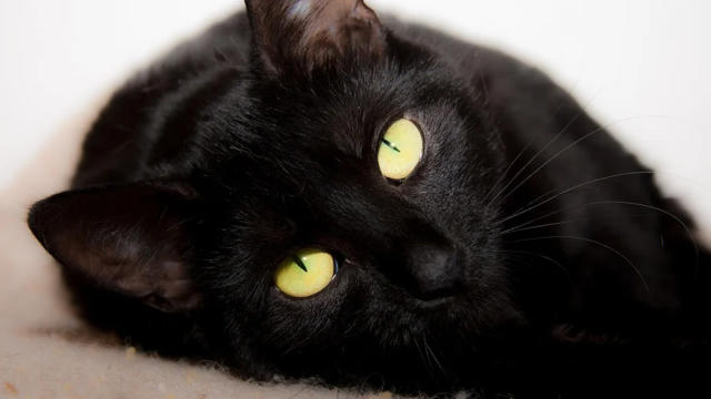 black cats are cute