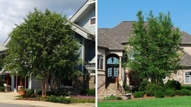 Once fully grown, trees will give tons of natural shade and keep the heat off your home.