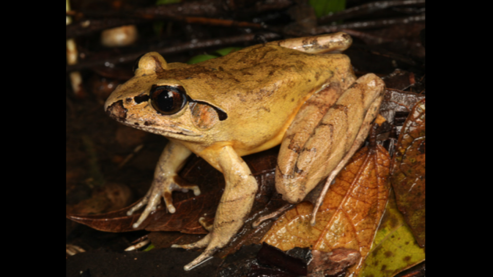 The frogs’ fingers are unwebbed, according to the study.