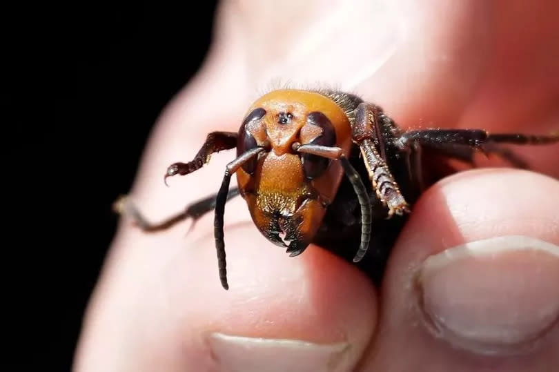 Asian Hornets have been found across the UK