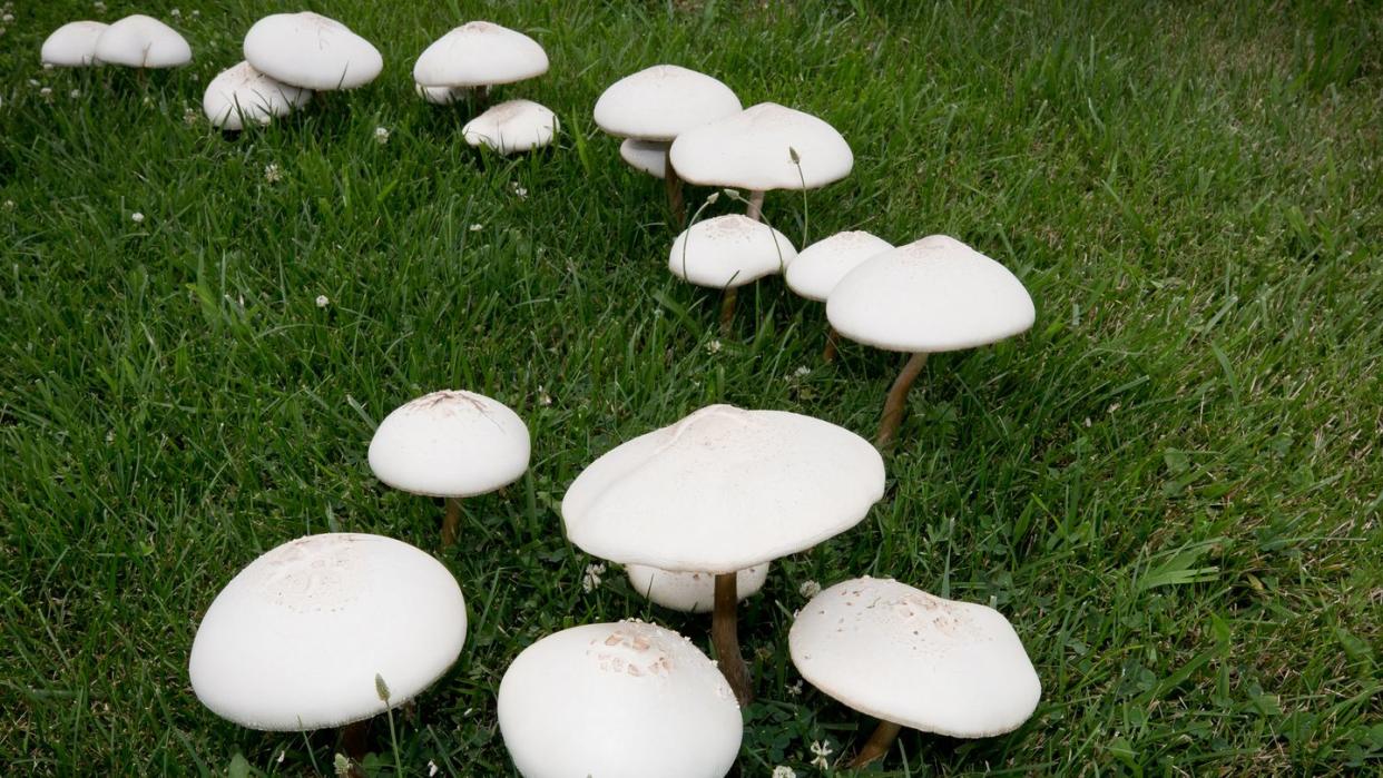 how to stop mushrooms in yard