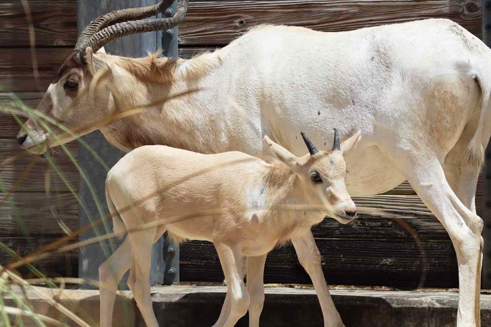 <p>Landon McReynolds/Walt Disney World</p> A mother Addax stands side-by-side with her newborn at Disney
