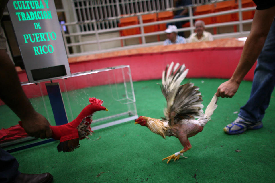 In this Friday, July 6 2012 photo, a cockfight judge, left, taunts a gamecock with a fake stuffed rooster to get it riled before the start of a battle at Las Palmas, a government-sponsored cockfighting club in Bayamon, Puerto Rico. The island territory’s government is battling to keep the blood sport alive, as many matches go underground to avoid fees and admission charges levied by official clubs. Although long in place, those costs have since become overly burdensome for some as the island endures a fourth year of economic crisis. (AP Photo/Ricardo Arduengo)