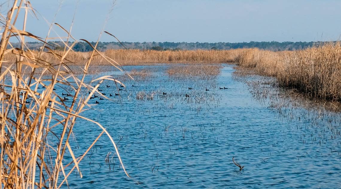 Waterfowl paddle through a flooded field on Jan. 26, 2022 at Nemours Wildlife Foundation in Yemassee, S.C. Workers at the foundation control the amount of water in the fields depending on the migratory season by using ACE Basin-style tidal rice field trunks.