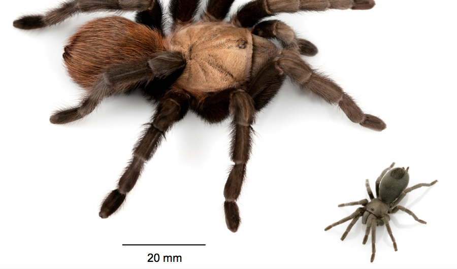 Meet the 14 New Types of Spiders That Will Terrify You for the Rest of Your Life