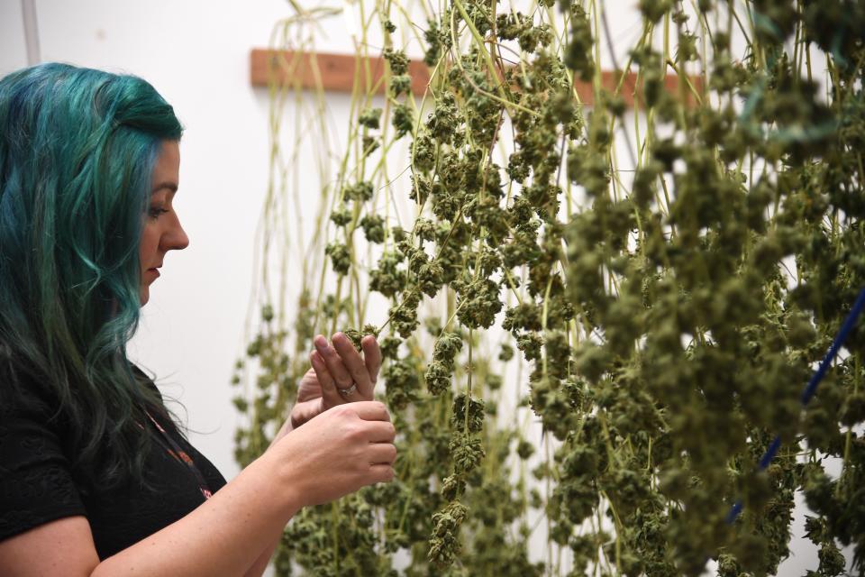 <p>Green Pearl Organics dispensary owner Nicole Salisbury inspects drying marijuana on the first day of legal recreational marijuana sales in California, Jan. 1, 2018 at the Green Pearl Organics marijuana dispensary in Desert Hot Springs, Calif. (Photo: Robyn Beck/AFP/Getty Images) </p>