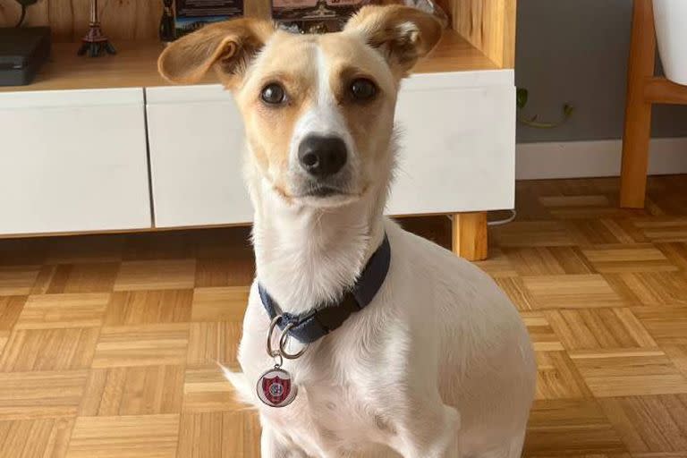 Las mascotas reciben como obsequio por su membresía un collar con el escudo del equipo