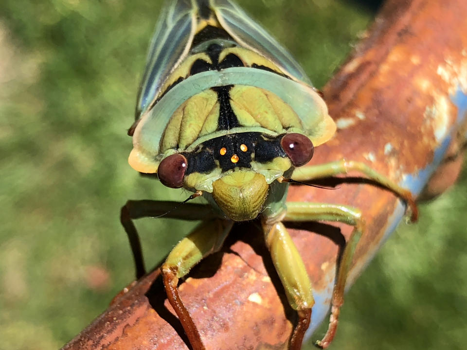 <p>Se conocen más de 1.500 especies de cigarras en todo el mundo y cada una tiene un canto específico. Es la propia emisión de sonido la que permitirá a las poblaciones diferenciar al macho de la hembra y relacionarse durante el apareamiento. El canto de las chicharras es considerado como uno de los sonidos de mayores decibeles del mundo, su mayor registro puede compararse con un concierto de rock de 115 decibeles. <strong>(Getty Images)</strong></p> 