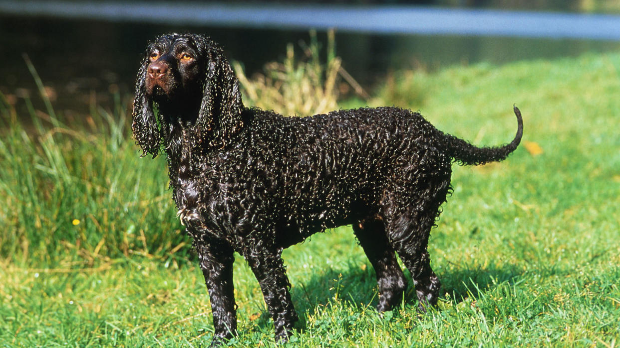 Very wet American water spaniel