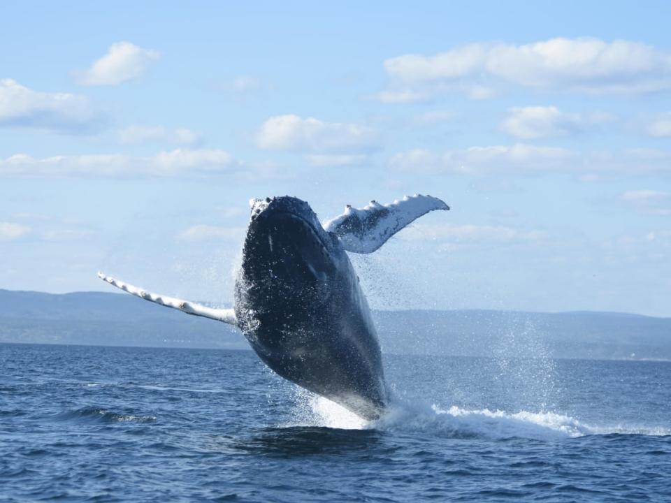 A whale breaches in the St. Lawrence River in this undated photo. The Group for Research and Education on Marine Mammals has counted at least 100 humpbacks this year — more than double last year. (Submitted by Group for Research and Education on Marine Mammals - image credit)