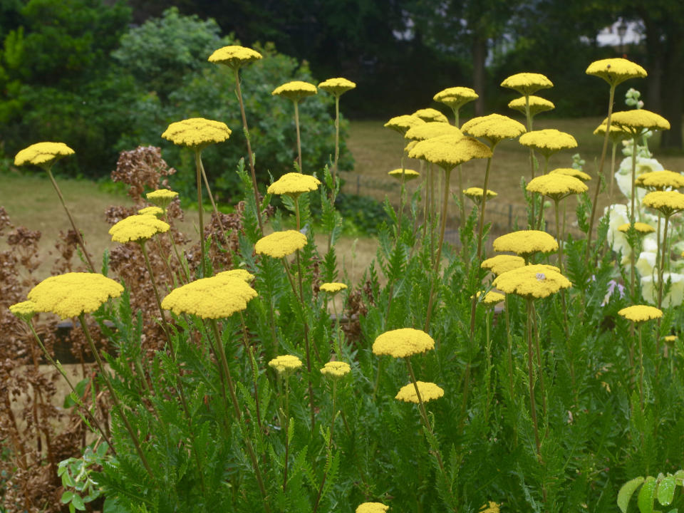 yellow Achillea filipendulina flowers