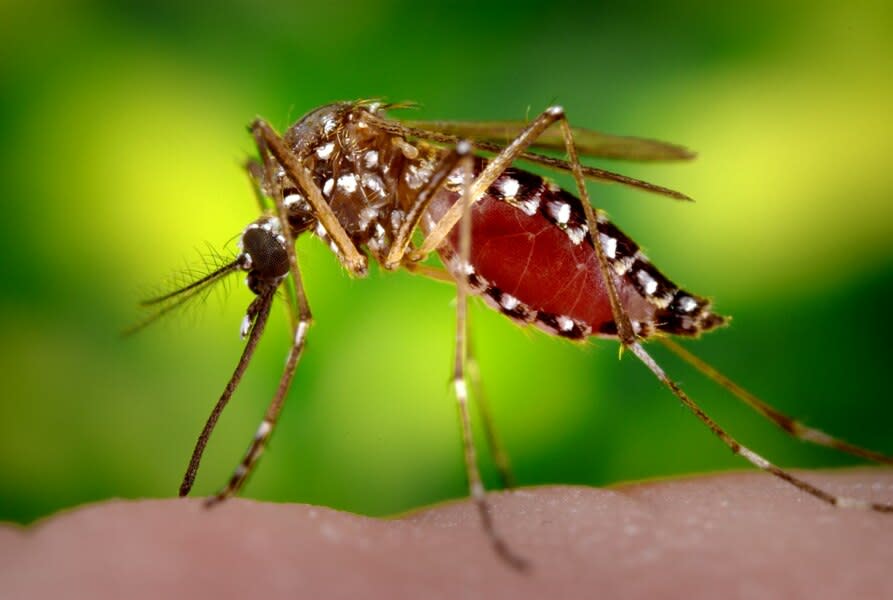 美國曾圖以二氯二苯基三氯乙烷（DDT）消滅病媒蚊，但結果卻導致其他生物受到化學物質的影響，而無法生育。（Photo on Wiki Commons）