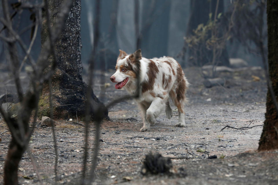 A cadaver dog named I.C. searches for human remains in an area destroyed by the Camp fire in Paradise, California, Nov. 14, 2018. 