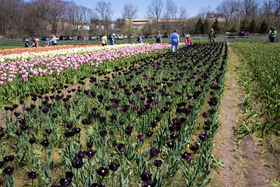 A row of dark purple tulips