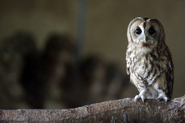 Rescued Baby Tawny Owls Prepare To Be Released