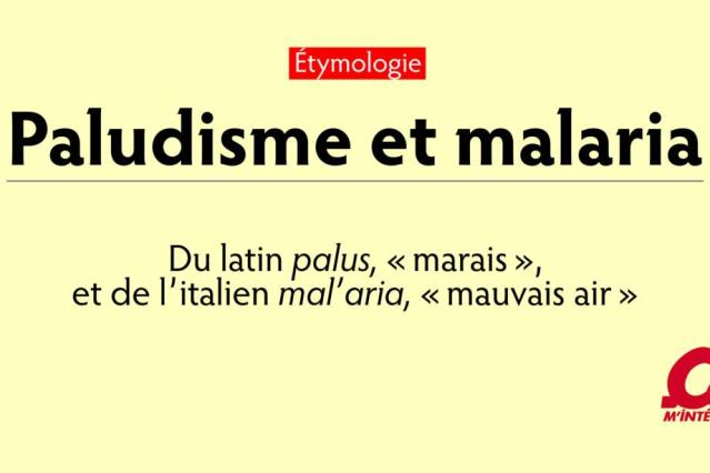 En Asie, les moustiques vecteurs de la dengue résistent désormais aux  insecticides - Ça m'intéresse