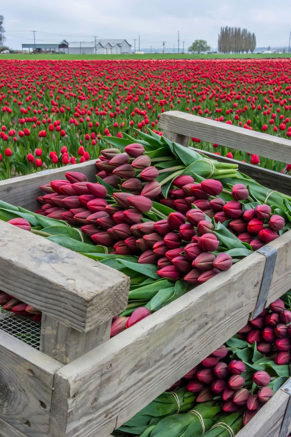 <p><strong>Where: </strong>Skagit Valley, Washington</p><p><strong>Why We Love It: </strong>You don't need to fly all the way to Holland to see some of the world's prettiest tulip fields, which are located just 60 miles north of Seattle.</p>