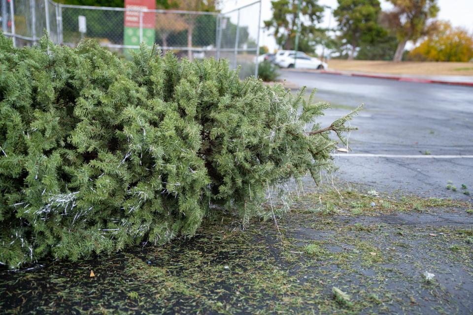 A discarded Christmas tree, still covered in tinsel, lays on the ground in the parking lot of Dobson Ranch Park in Mesa on Dec. 31, 2021.