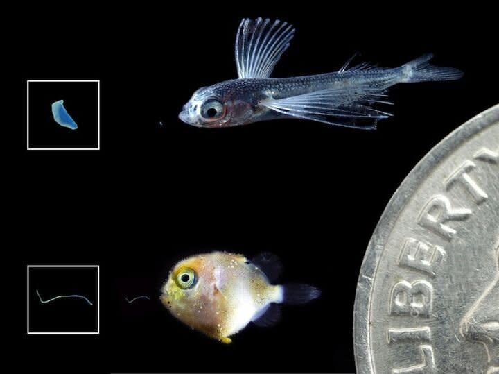 Larval flying fish (top) and triggerfish (bottom) with tiny pieces of ingested plastics shown to their left. Larger images of the plastics appear in boxes further left. Dime shown for scale. (Photo: JONATHAN WHITNEY, NOAA FISHERIES.)