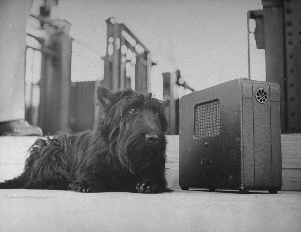 Franklin D. Roosevelt's dog Fala, listening to the President's speech on the radio. (Photo: George Skadding via Getty Images)