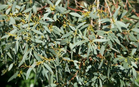 Eucalyptus could replace Oak in British woods - Credit: Florapix / Alamy Stock Photo