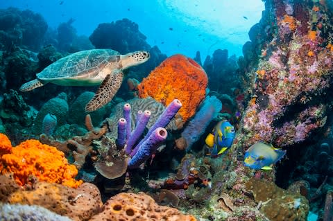 Bonaire suits snorkelling and diving - Credit: GETTY