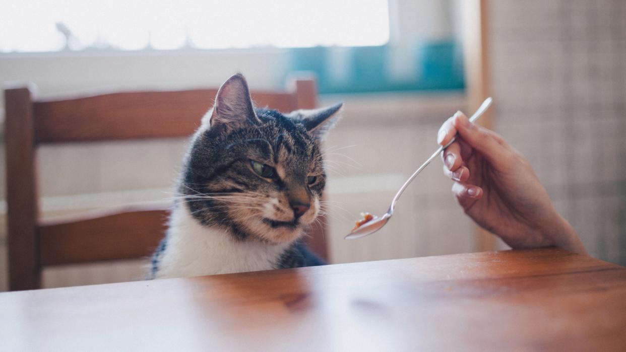 A grumpy looking cat is sitting at the table and staring at the food on the spoon