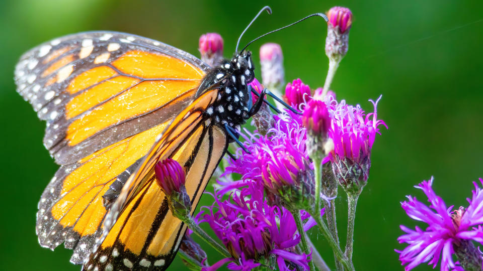 reasons you need binoculars: butterfly