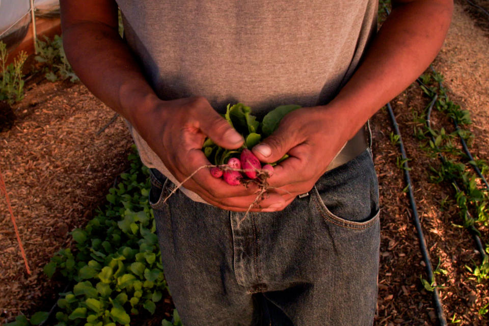 Tyrone Thompson, owner of Ch'ishie Farms on the Navajo Nation, plucks ripe red radishes from the ground inside his greenhouse. “Chishie” is a Diné word that means “ashy,” so-named because, says Thompson, farm work is dusty and dirty with his hands in the soil. (Andrew Davis / NBC News)