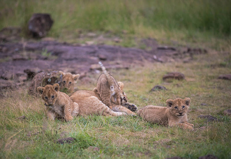 Kenya's Adorable New Lion Cubs on Display