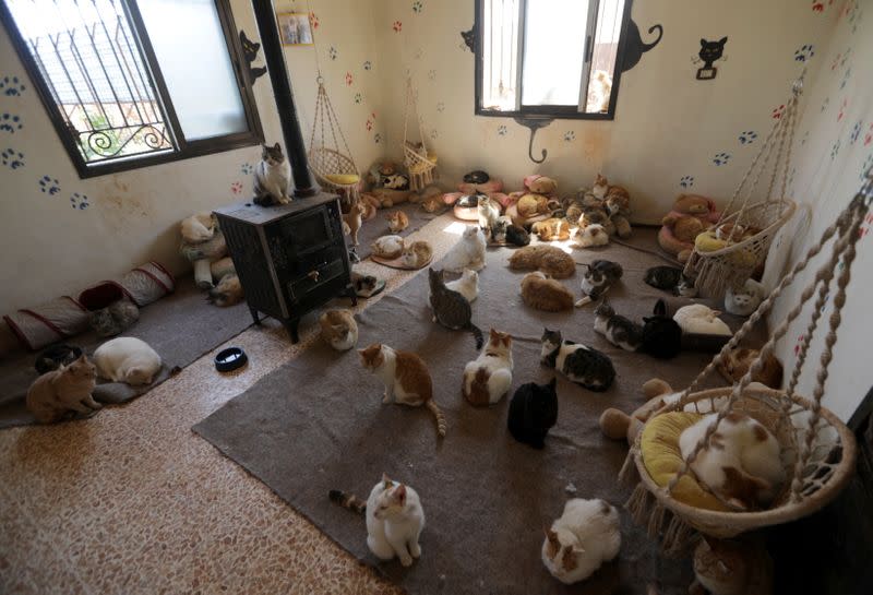 Cats are pictured at Ernesto's sanctuary for cats in Idlib