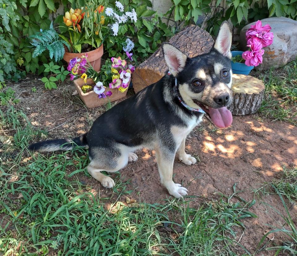 Lily Bug, ID #409961, is chock-full of energy and ready to go to the lake or the dog park. She's a fun and playful 8-month-old, 31-pound German shepherd and husky mix. This pup is the perfect age to start learning basic skills and commands. Lily Bug can jump very high and needs a 6-foot wooden fence in her new yard. To meet Lily Bug, go to the Oklahoma City Animal Shelter at 2811 SE 29 between noon and 5 p.m. Go online to www.okc.gov or www.okc.petfinder.com to see all the cats and dogs available for adoption.