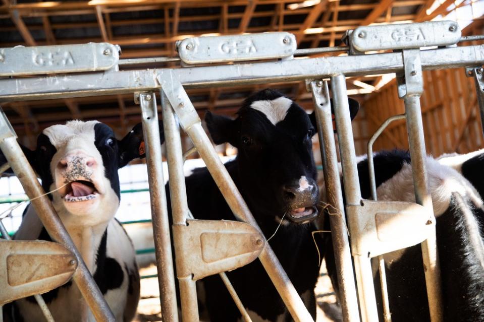 The FDA announced that inactivated bird flu virus has been found in pasteurized milk. Portland Press Herald via Getty Images