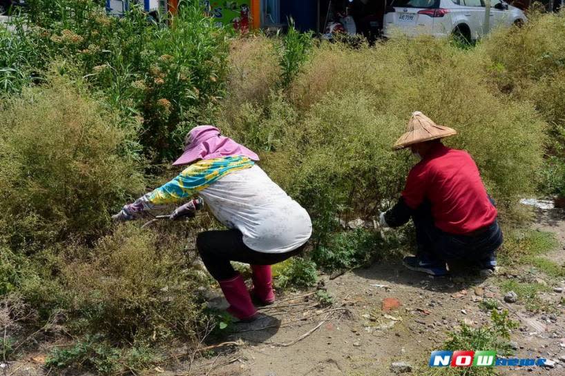 林務局南投林區管理處在鹿港鎮辦理銀膠菊防治宣導活動，特有生物保育中心黃士元博士講授銀膠菊特性、危害及防治方法。（圖／記者陳雅芳攝，2017.7.18）