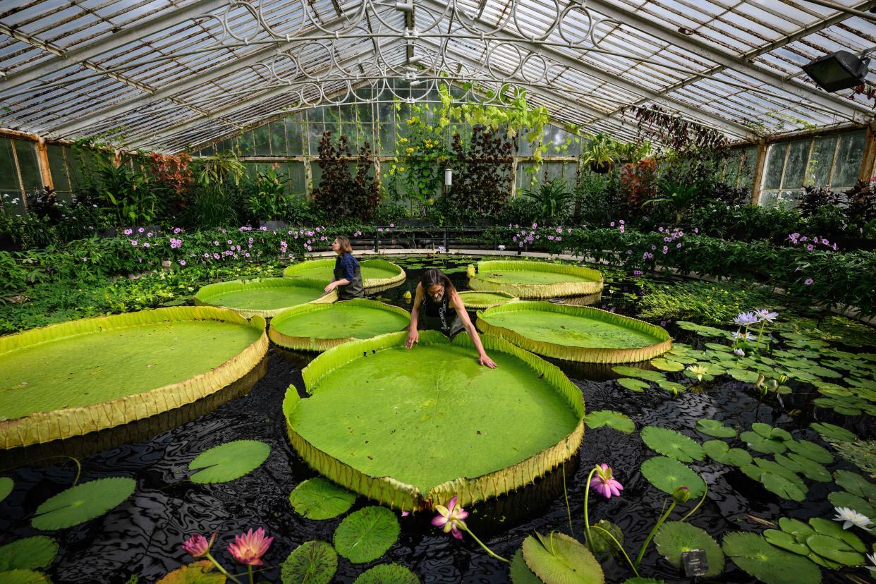 Image: Kew Names Giant Waterlily Species New To Science (Leon Neal / Getty Images)