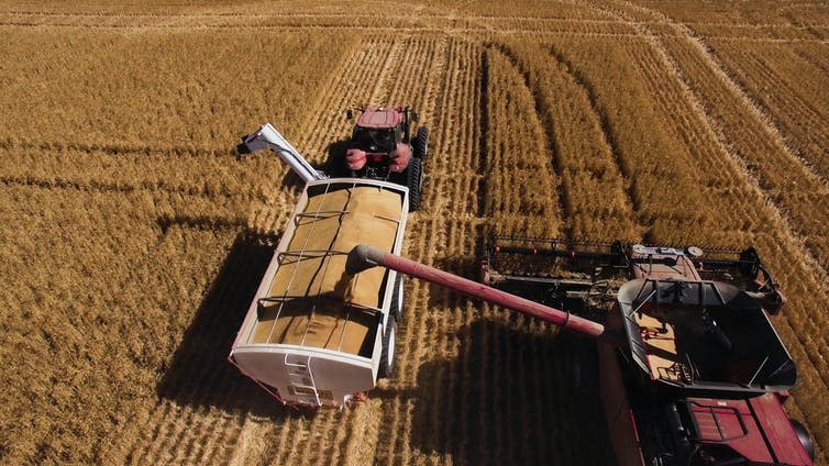 A harvester combine pours harvested wheat into a truck.