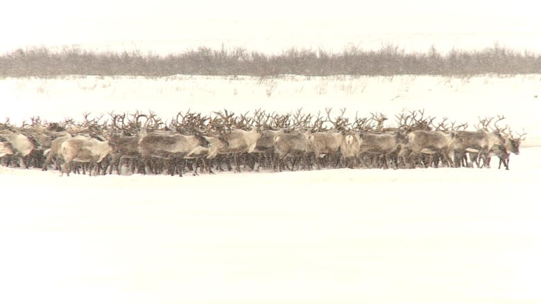 New Inuvik-Tuk Highway prompts changes to annual reindeer viewing event