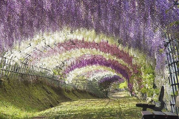 This flower tunnel in Japan looks like a scene straight out of a fairytale