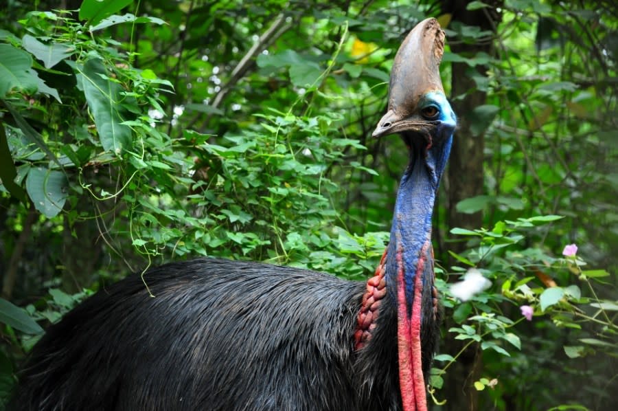 Detail of Cassowary Bird