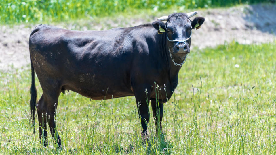 Japanese cows live a low-stress life. - Credit: Photo: courtesy Shutterstock